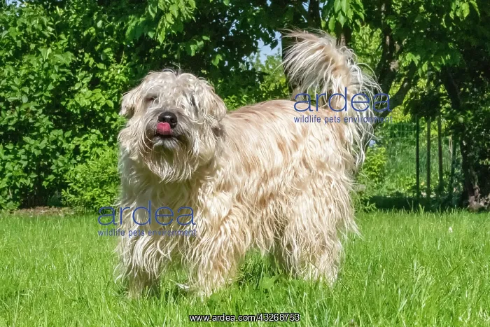 : France, Alsace, Bas-Rhin, terrier irlandais poil : France, Alsace, Bas-Rhin, terrier irlandais poil
