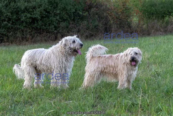 : France, Alsace, Bas-Rhin, terrier irlandais poil : France, Alsace, Bas-Rhin, terrier irlandais poil