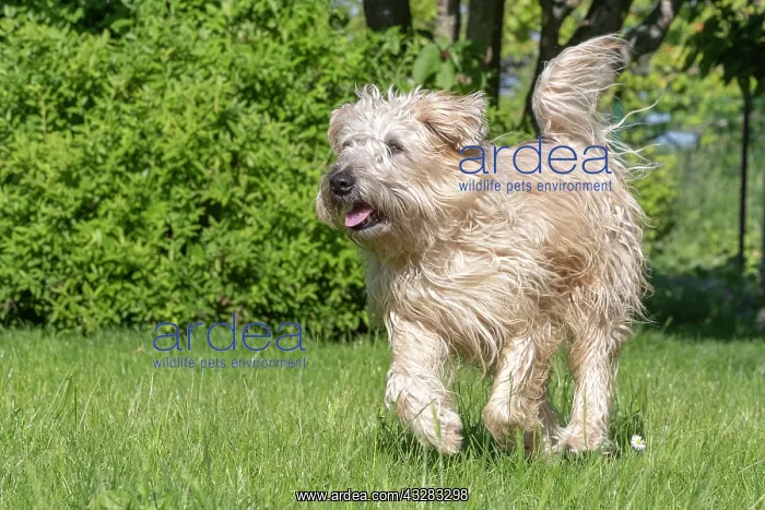 : France, Alsace, Bas-Rhin, terrier irlandais poil : France, Alsace, Bas-Rhin, terrier irlandais poil