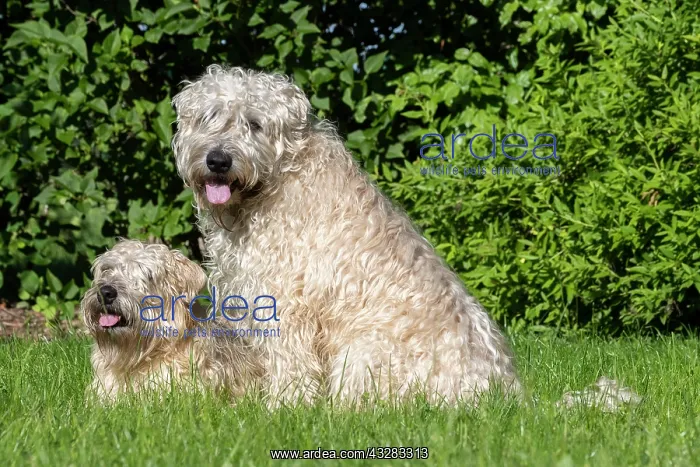 : France, Alsace, Bas-Rhin, terrier irlandais poil : France, Alsace, Bas-Rhin, terrier irlandais poil