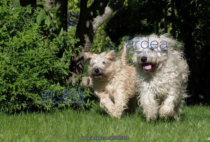 : France, Alsace, Bas-Rhin, terrier irlandais poil : France, Alsace, Bas-Rhin, terrier irlandais poil