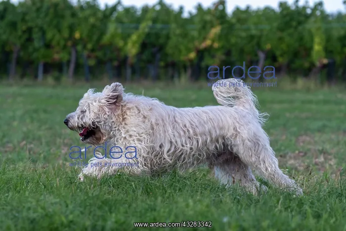 : France, Alsace, Bas-Rhin, terrier irlandais poil : France, Alsace, Bas-Rhin, terrier irlandais poil