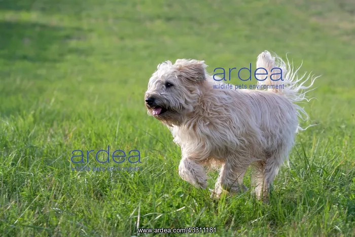 : France, Alsace, Bas-Rhin, terrier irlandais poil : France, Alsace, Bas-Rhin, terrier irlandais poil