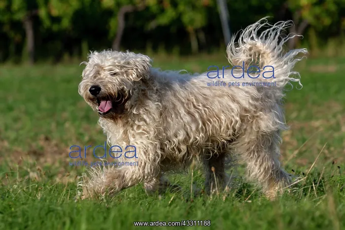 : France, Alsace, Bas-Rhin, terrier irlandais poil : France, Alsace, Bas-Rhin, terrier irlandais poil