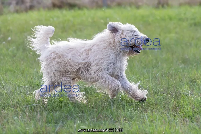 : France, Alsace, Bas-Rhin, terrier irlandais poil : France, Alsace, Bas-Rhin, terrier irlandais poil