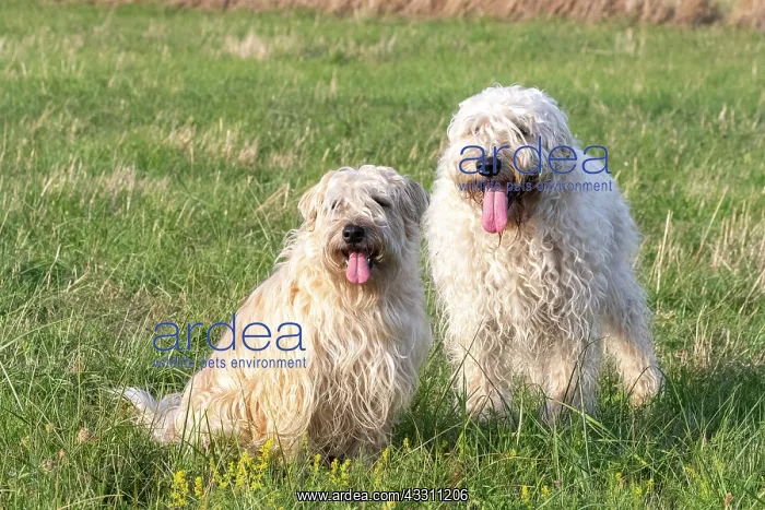 : France, Alsace, Bas-Rhin, terrier irlandais poil : France, Alsace, Bas-Rhin, terrier irlandais poil