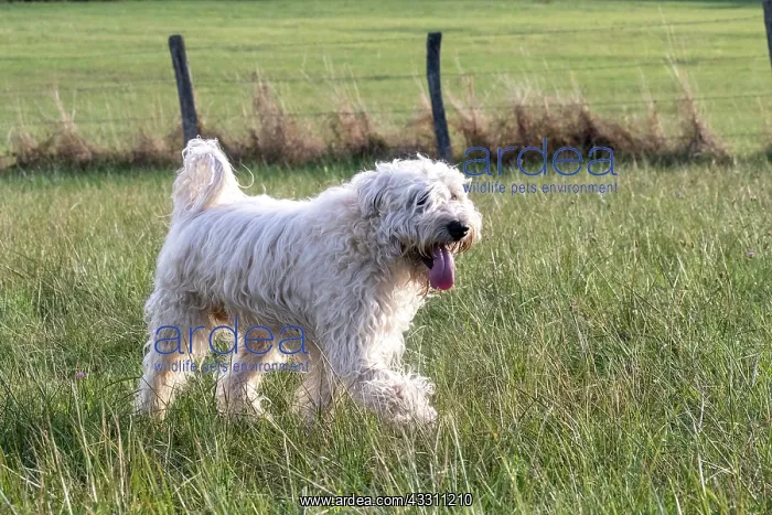: France, Alsace, Bas-Rhin, terrier irlandais poil : France, Alsace, Bas-Rhin, terrier irlandais poil