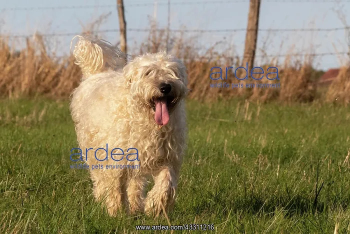 : France, Alsace, Bas-Rhin, terrier irlandais poil : France, Alsace, Bas-Rhin, terrier irlandais poil