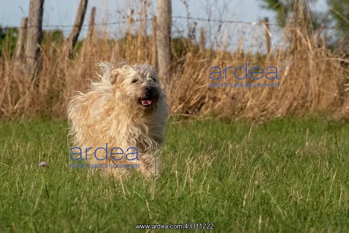 : France, Alsace, Bas-Rhin, terrier irlandais poil : France, Alsace, Bas-Rhin, terrier irlandais poil