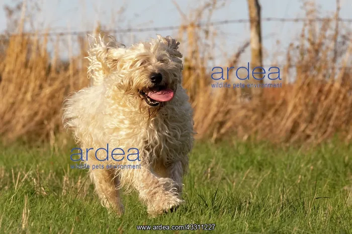 : France, Alsace, Bas-Rhin, terrier irlandais poil : France, Alsace, Bas-Rhin, terrier irlandais poil