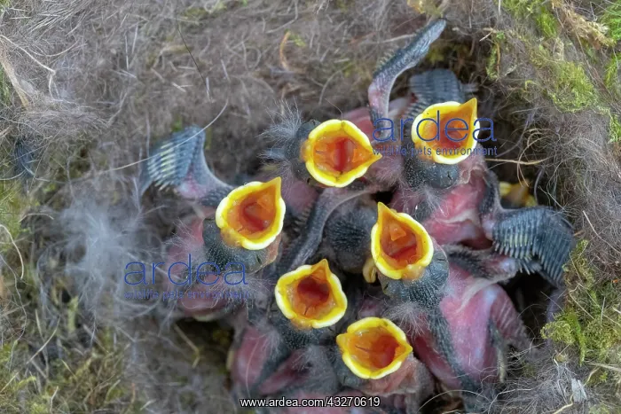 : France, Alsace, Mesange bleue (Cyanistes caeruleus) : France, Alsace, Mesange bleue (Cyanistes caeruleus)