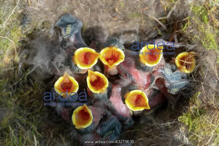 : France, Alsace, Mesange bleue (Cyanistes caeruleus) : France, Alsace, Mesange bleue (Cyanistes caeruleus)