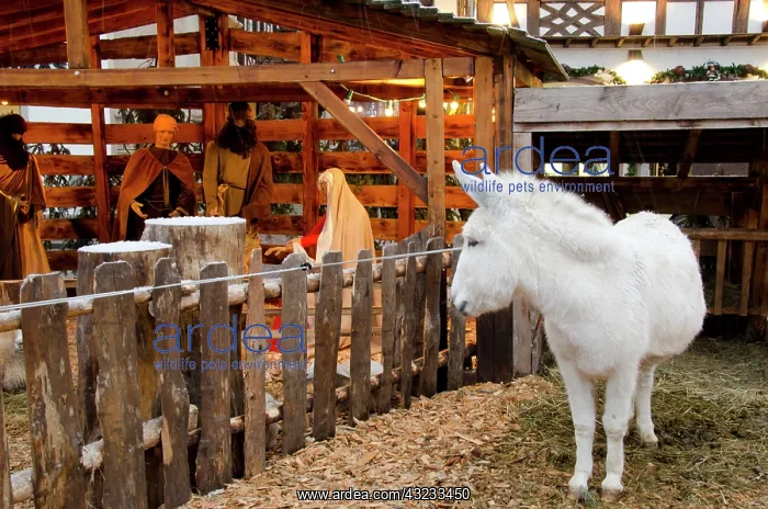 : France, Alsace, Obernai. Live Christmas : France, Alsace, Obernai. Live Christmas