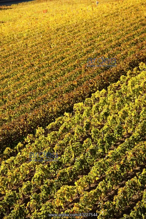 : France, Aquitaine Region, Gironde Department : France, Aquitaine Region, Gironde Department