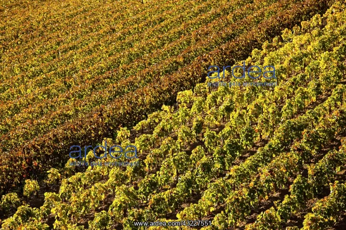 : France, Aquitaine Region, Gironde Department : France, Aquitaine Region, Gironde Department