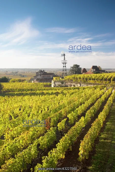 : France, Aquitaine Region, Gironde Department : France, Aquitaine Region, Gironde Department