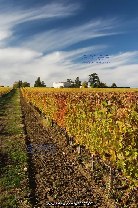 : France, Aquitaine Region, Gironde Department : France, Aquitaine Region, Gironde Department