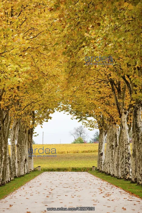 : France, Aquitaine Region, Gironde Department : France, Aquitaine Region, Gironde Department