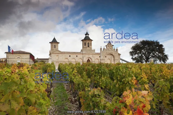: France, Aquitaine Region, Gironde Department : France, Aquitaine Region, Gironde Department