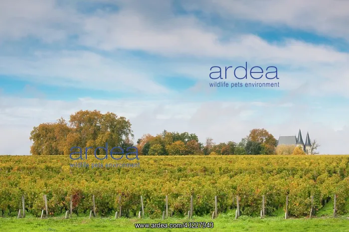 : France, Aquitaine Region, Gironde Department : France, Aquitaine Region, Gironde Department
