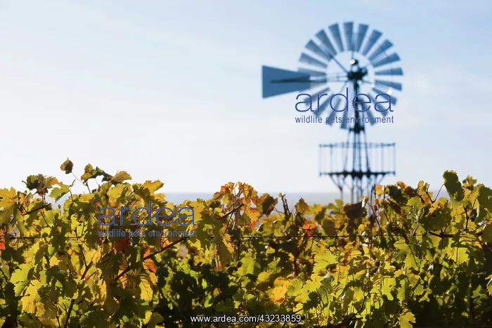 : France, Aquitaine Region, Gironde Department : France, Aquitaine Region, Gironde Department