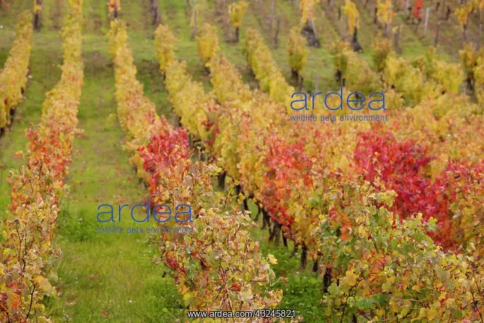 : France, Aquitaine Region, Gironde Department : France, Aquitaine Region, Gironde Department