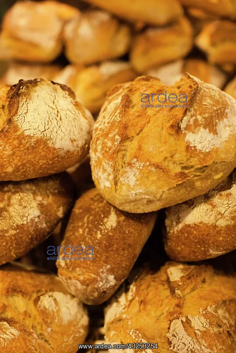 : France, Aquitaine Region, Gironde Department : France, Aquitaine Region, Gironde Department