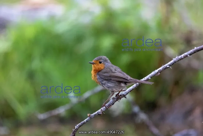 : ROBIN. France, Aude, Rouge gorge (Erithacus rubecula) : ROBIN. France, Aude, Rouge gorge (Erithacus rubecula)