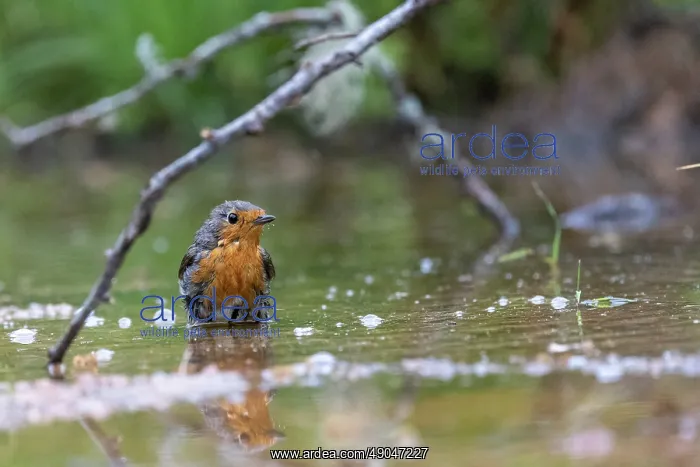  : ROBIN. France, Aude, Rouge gorge (Erithacus rubecula)