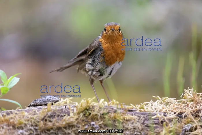 : ROBIN. France, Aude, Rouge gorge (Erithacus rubecula) : ROBIN. France, Aude, Rouge gorge (Erithacus rubecula)