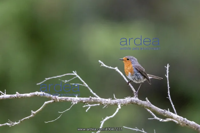 : ROBIN. France, Aude, Rouge gorge (Erithacus rubecula) : ROBIN. France, Aude, Rouge gorge (Erithacus rubecula)