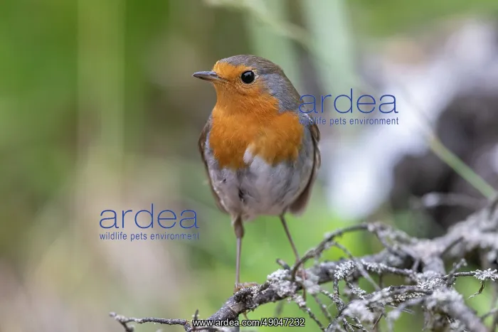  : ROBIN. France, Aude, Rouge gorge (Erithacus rubecula)