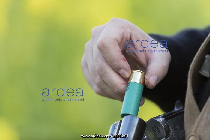 : France, Bas Rhin (67), chasse au petit gibier, chasseur : France, Bas Rhin (67), chasse au petit gibier, chasseur