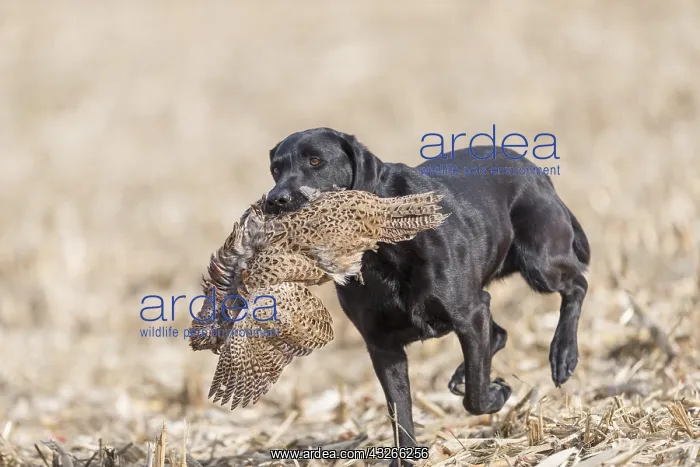 : France, Bas Rhin (67), chien Labrador rapportant : France, Bas Rhin (67), chien Labrador rapportant