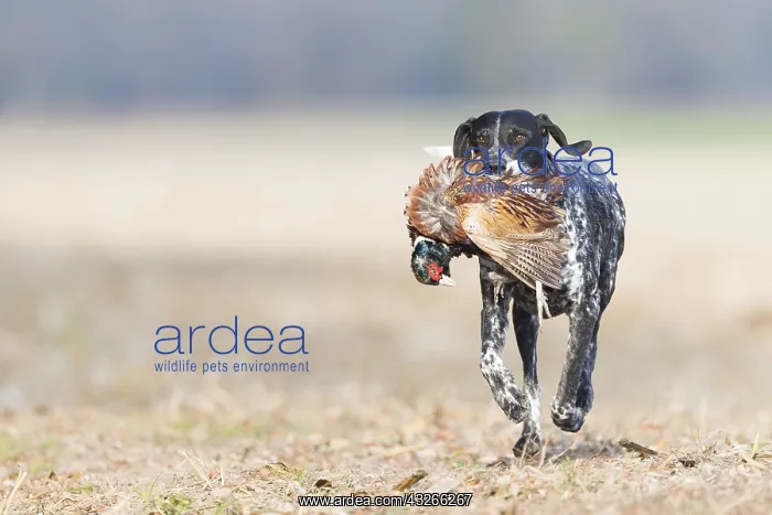  : France, Bas Rhin (67), chien Labrador rapportant