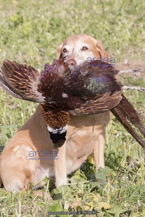 : France, Bas Rhin (67), chien Labrador rapportant : France, Bas Rhin (67), chien Labrador rapportant