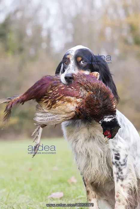 : France, Bas Rhin (67), chien Setter anglais rapportant : France, Bas Rhin (67), chien Setter anglais rapportant