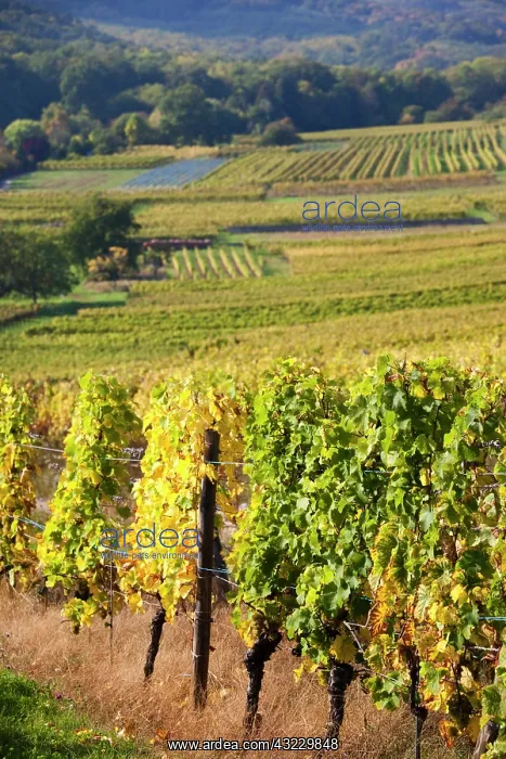 : France, Bas-Rhin, Alsace Region, Alsatian : France, Bas-Rhin, Alsace Region, Alsatian