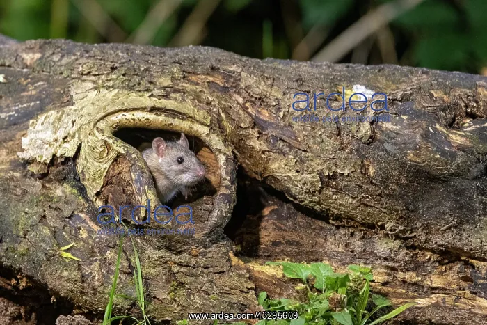 : France, Bretagne, Ille et Vilaine, Rat surmulot ou rat degou : France, Bretagne, Ille et Vilaine, Rat surmulot ou rat degou