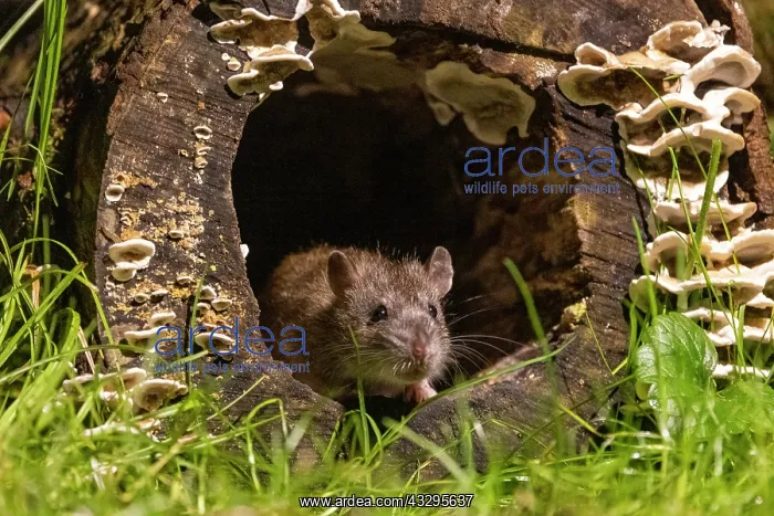 : France, Bretagne, Ille et Vilaine, Rat surmulot ou rat degou : France, Bretagne, Ille et Vilaine, Rat surmulot ou rat degou