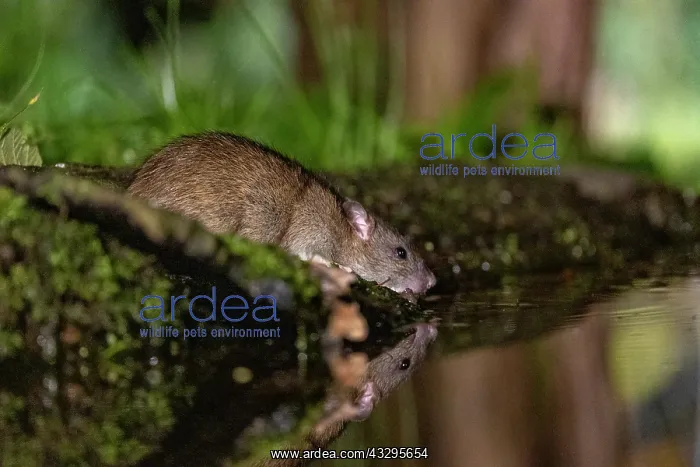 : France, Bretagne, Ille et Vilaine, Rat surmulot ou rat degou : France, Bretagne, Ille et Vilaine, Rat surmulot ou rat degou