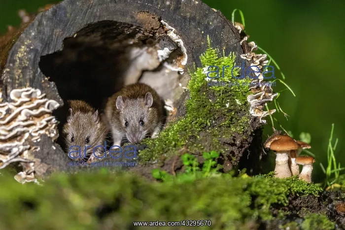 : France, Bretagne, Ille et Vilaine, Rat surmulot ou rat degou : France, Bretagne, Ille et Vilaine, Rat surmulot ou rat degou