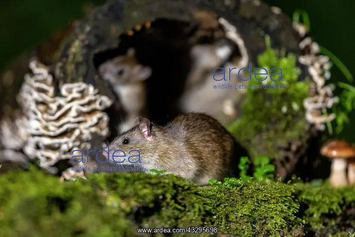 : France, Bretagne, Ille et Vilaine, Rat surmulot ou rat degou : France, Bretagne, Ille et Vilaine, Rat surmulot ou rat degou