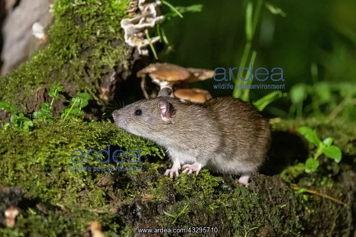 : France, Bretagne, Ille et Vilaine, Rat surmulot ou rat degou : France, Bretagne, Ille et Vilaine, Rat surmulot ou rat degou