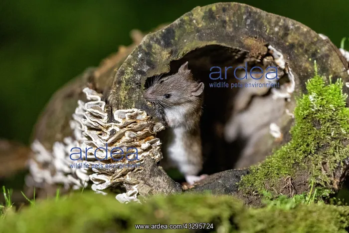 : France, Bretagne, Ille et Vilaine, Rat surmulot ou rat degou : France, Bretagne, Ille et Vilaine, Rat surmulot ou rat degou