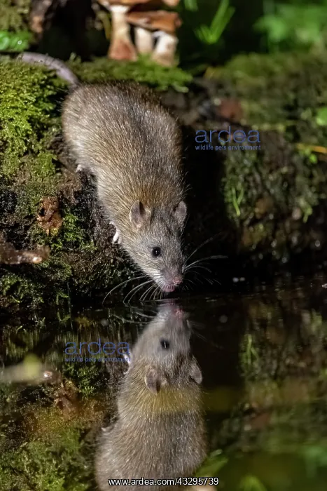 : France, Bretagne, Ille et Vilaine, Rat surmulot ou rat degou : France, Bretagne, Ille et Vilaine, Rat surmulot ou rat degou