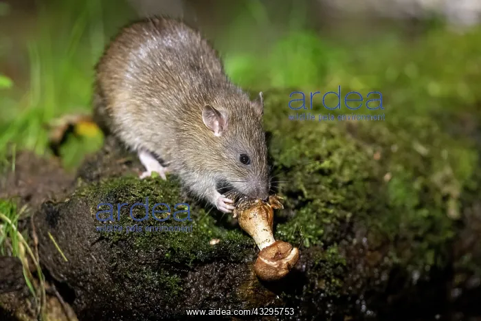 : France, Bretagne, Ille et Vilaine, Rat surmulot ou rat degou : France, Bretagne, Ille et Vilaine, Rat surmulot ou rat degou