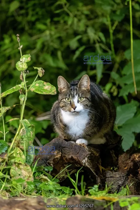 : France, Bretagne, Ille et Vilaine, Chat domestique pres dune : France, Bretagne, Ille et Vilaine, Chat domestique pres dune