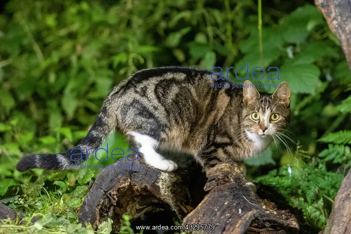 : France, Bretagne, Ille et Vilaine, Chat domestique pres dune : France, Bretagne, Ille et Vilaine, Chat domestique pres dune