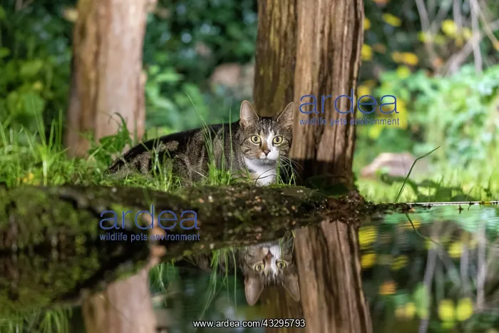 : France, Bretagne, Ille et Vilaine, Chat domestique pres dune : France, Bretagne, Ille et Vilaine, Chat domestique pres dune